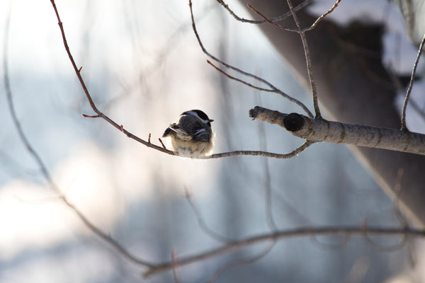 That’s Sew Chickadee